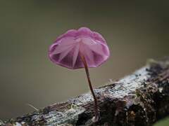 Marasmius haematocephalus