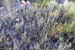 Montinia caryophyllacea