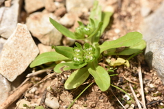Valerianella dentata
