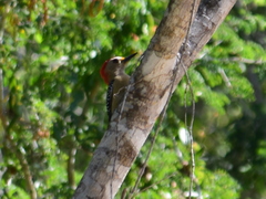 Melanerpes pygmaeus