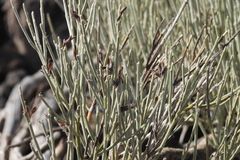 Cytisus supranubius