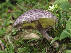 Coniolepiota spongodes