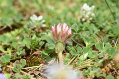 Trifolium stellatum