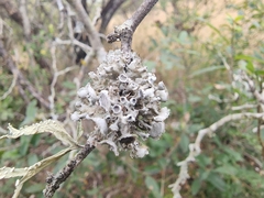 Heterodermia echinata