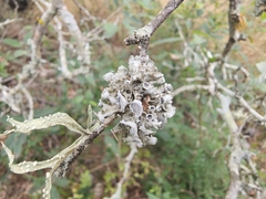 Heterodermia echinata