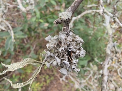 Heterodermia echinata