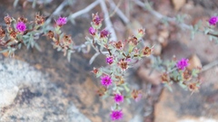 Lampranthus glomeratus