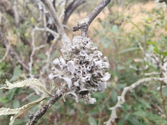 Heterodermia echinata