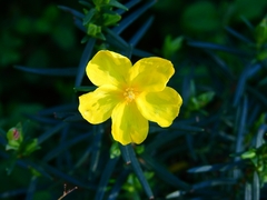 Cistus calycinus