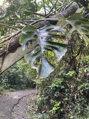 Monstera adansonii