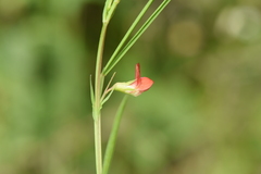 Lathyrus sphaericus