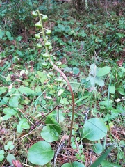 Pyrola media