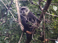 Cercopithecus mitis albogularis