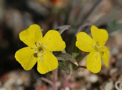 Camissoniopsis pallida