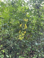Cassia fistula