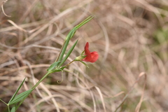Lathyrus cicera