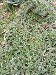 Cynara cardunculus cardunculus