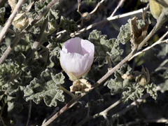 Sphaeralcea ambigua rosacea