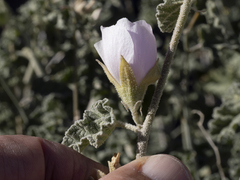 Sphaeralcea ambigua rosacea