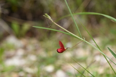 Lathyrus setifolius