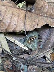 Silverstoneia flotator