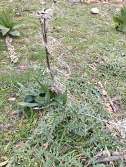 Cynara cardunculus cardunculus