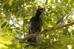 Cyanocorax caeruleus