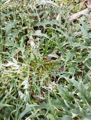 Cynara cardunculus cardunculus