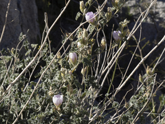 Sphaeralcea ambigua rosacea