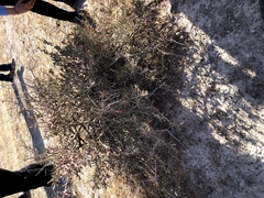 Castela peninsularis