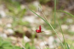 Lathyrus setifolius