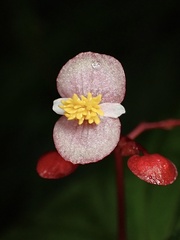 Begonia consobrina