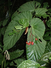 Begonia consobrina