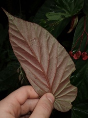 Begonia consobrina