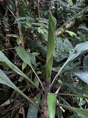 Pitcairnia