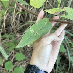 Actinidia setosa