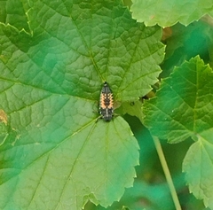 Harmonia axyridis