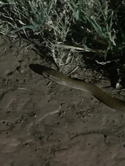Boaedon capensis