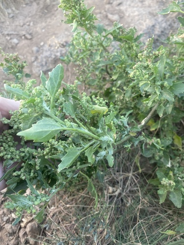 Chenopodium album image