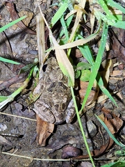 Platyplectrum ornatum