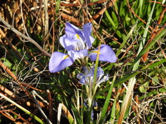 Iris unguicularis