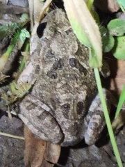 Platyplectrum ornatum