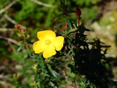Cistus calycinus