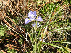 Iris unguicularis