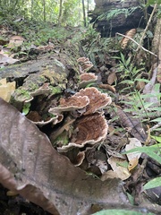 Trametes menziesii