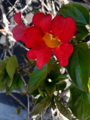 Amphilophium