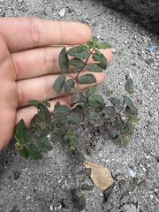 Euphorbia ophthalmica