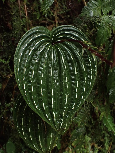 Monophyllorchis