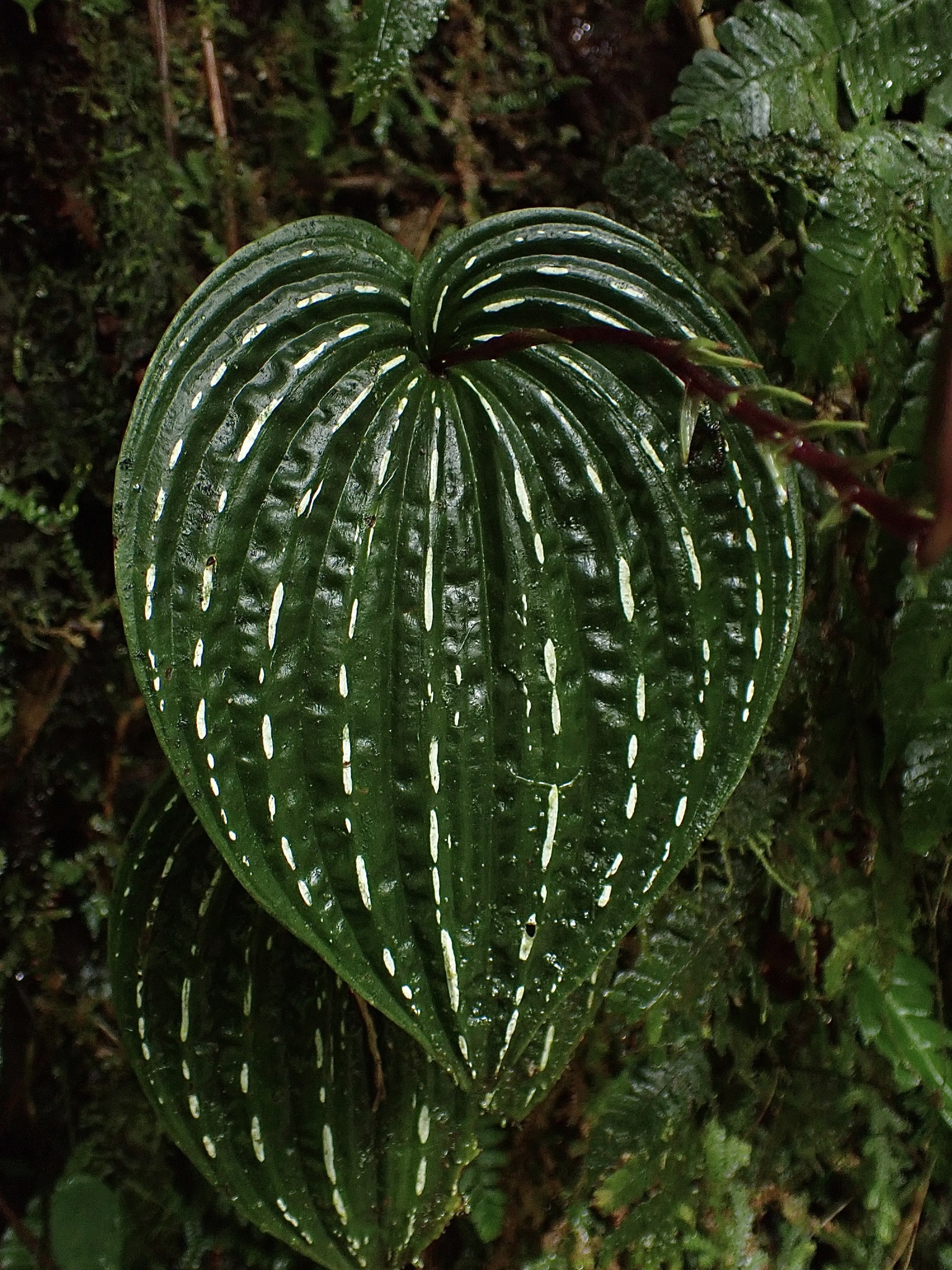 Monophyllorchis