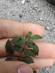 Euphorbia ophthalmica